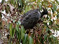 Calyptorhynchus baudinii (cat.)