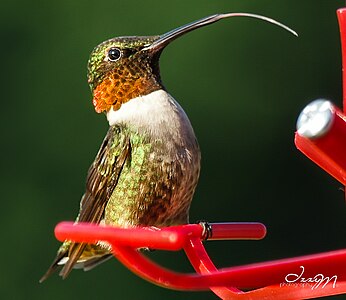 "Male_RubyThroated_Humming_Bird.jpg" by User:IzzyMPhotography