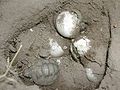 Opened of the eggs Testudo marginata sarda