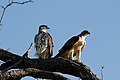 Aquila spilogaster (cat.)