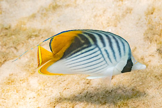 Threadfin butterflyfish (Chaetodon auriga), Ras Muhammad National Park, Egypt.