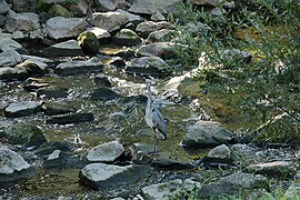 camouflage, river Steinlach