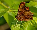 C-Falter - Nymphalis c-album oder Polygonia c-album (Sommerform f. hutchinsoni), am Vogelstangsee