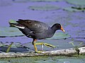 Gallinula chloropus (cat.)