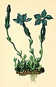 Gentiana imbricata