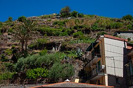 Grape plantation in Manarola, Cinque Terre, Italy.jpg