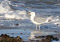 Hering gull (Larus argentatus).