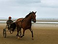 Un cheval de courses (trotteur) tractant son entraîneur assis sur son sulky à Utah-Beach, dans le département de la Manche.