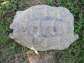 Testudo graeca 40 years old, female