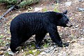 Mammal Black bear (Ursus americanus)