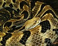 Reptile Timber rattlesnake (Crotalus horridus)