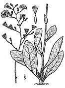 Hieracium gronovii