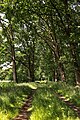 Field path at the edge of the Himmelmoor near the town of Quickborn