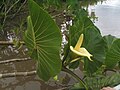 Montrichardia linifera, flower