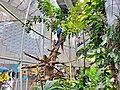 The rainforest at the California Academy of Sciences in San Francisco, CA