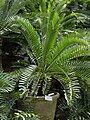 Encephalartos caffer