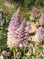 Gomphrena inflorescence