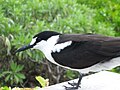 Sooty Tern, Bird Island