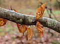 "Dor_blad_van_beuk_(Fagus_sylvatica)_na_langdurige_motregen_in_maart_01.jpg" by User:Famberhorst