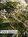Plant with inflorescences