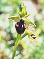 Ophrys incubacea Monte Pellegrino