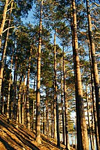 Rothiemurchus Forest, Scotland