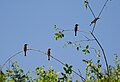 Cinamon chested bee-eater