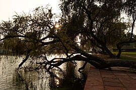 A tree in the water, India Gate, Delhi.jpg