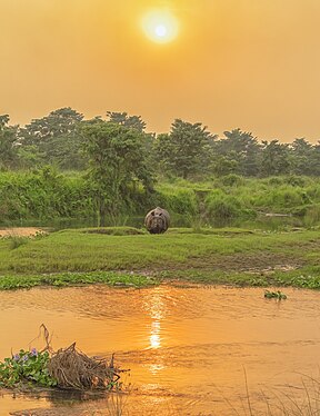 An Old Rihno taking a sunbath during sunset in summer heat at Sauraha Chitwan National Park © Prasan Shrestha