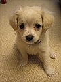 Poodle and Shih-tzu mix, a Shih-poo puppy