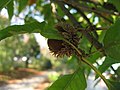 Quercus acutissima