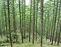 Forest in summer, Okuchichibu Mountains, Kantō - Kōshin'etsu region, Japan
