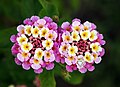 Twin Lantana camara with Misumenoides formocipes (crab spider) waiting for its prey, photographed by Joaquim Alves Gaspar, from Portugal (user "Alvesgaspar")