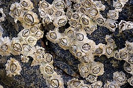 Chthamalus barnacles