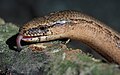 45 Aesculapian snake (Zamenis longissimus) uploaded by Capricorn4049, nominated by PetarM