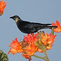 Corvus sinaloae (cat.)