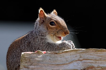 "Grey_squirrel_(Sciurus_carolinensis)_01.jpg" by User:Charlesjsharp