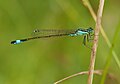 Blue-tailed damselfly (Ischnura elegans) à Pen-er-Malo.