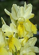 Orchis pauciflora