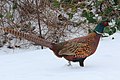 Pheasant cock (Phasianus colchicus) in the snow