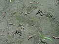 Track of a raccoon