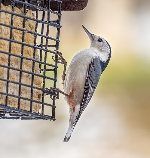 White-breasted nuthatch at a feeder in Green-Wood Cemetery