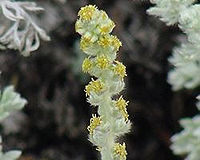 Artemisia pycnocephala