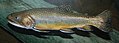 Fish Brook trout (Salvelinus fontinalis)