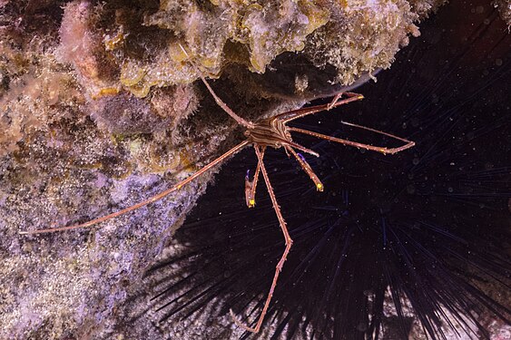 Arrow crab (Stenorhynchus seticornis), Teno-Rasca marine strip, Tenerife, Spain.