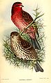 Carpodacus pulcherrimus (cat.)