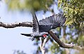 Cape York, Queensland, Australia