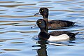 * Nomination A male and female tufted ducks (Aythya fuligula) in parc George-Valbon, France. --Alexis Lours 15:11, 18 February 2024 (UTC) * Promotion  Support Good quality. --Poco a poco 18:21, 18 February 2024 (UTC)
