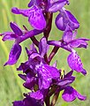 Anacamptis palustris Germany - Geinsheim (Neustadt an der Weinstraße)