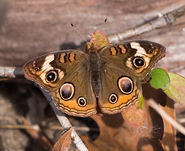 Buckeye